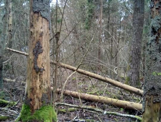 NMA: Parama miškų valdytojams stichinių nelaimių padariniams likviduoti