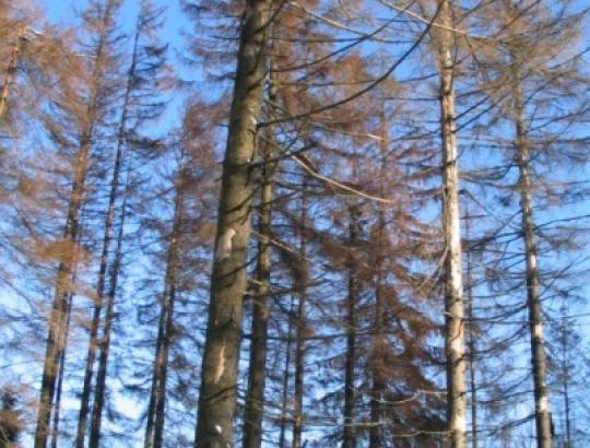 Pateikėme LMSA pasiūlymus dėl būtinų sanitarinės apsaugos priemonių stabdant žievėgraužio tipografo plitimą eglynuose