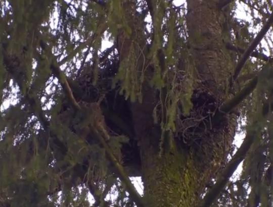 Apie paukščių apsaugos Lietuvoje ypatumus