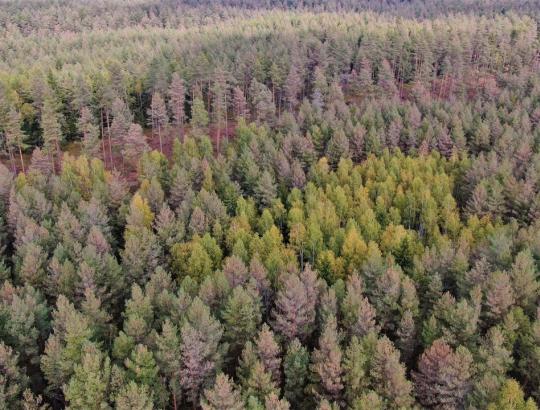 Gelbėti kenkėjų užpultus miškus trukdo aplinkosaugininkų nusistatymas "palikti susitvarkyti gamtai".