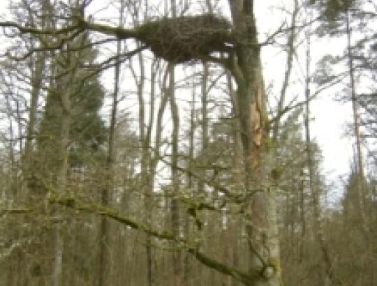 Tušti lizdai, realūs ribojimai: ką patiria miško savinnkai?