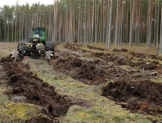 Pavasarinį miškasodį vainikuoja Nacionalinio miškasodžio 2023 renginiai