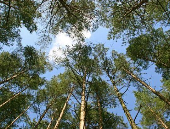NMA: Renkamos paraiškos miškų aplinkosauginei vertei padidinti