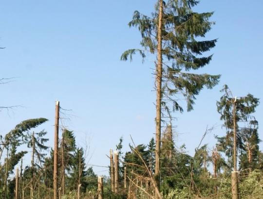 Raginame miškų savininkus įvertinti škvalo padarytą žalą ir šalinti padarinius