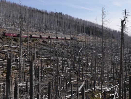 Bild: Vokietijos Harz nacionaliniame parke žuvo 70 proc. miškų