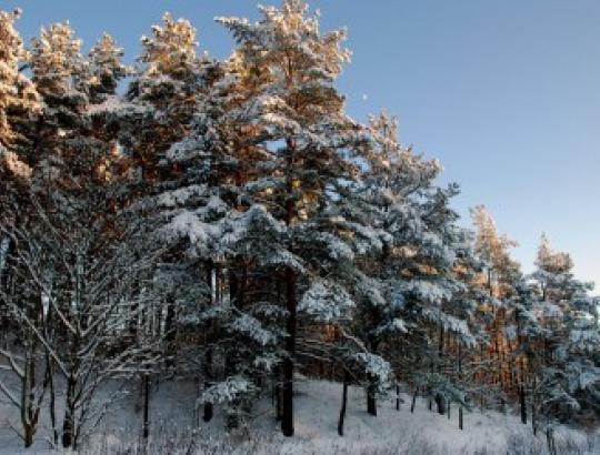 Laukiant Prezidentės verdikto dėl Miškų įstatymo pataisų