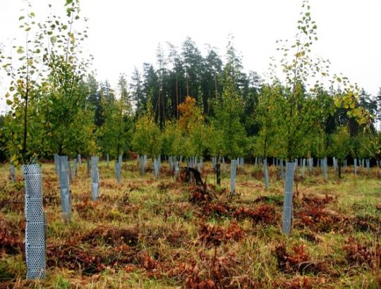 NMA: atlikta pareiškėjų atranka priemonei "Miškų ekonominės vertės didinimas"