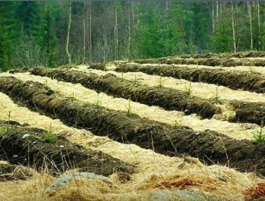 NMA: Miškų įveisimo projektams paramos lėšų pakanka