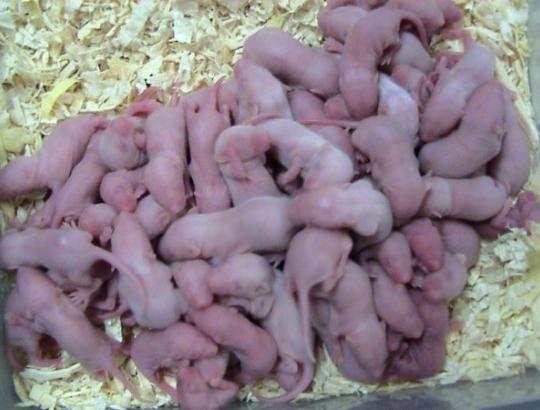Aplinkosauga lietuviškai: jeigu nori ką nors sunaikinti, pradėk saugoti.
