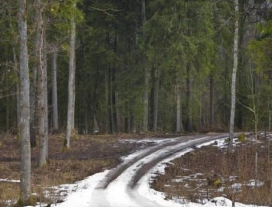 Kviečiame atsiliepti VĮ Alytaus miškų urėdijos teritorijoje kelių priežiūros ir remonto darbais suinteresuotus asmenis