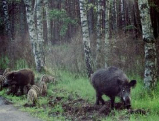 AM: per sezoną sumedžiota daugiau kaip 40 tūkst. šernų 