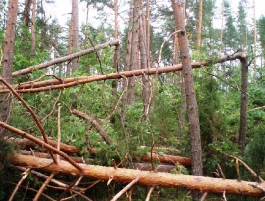 NMA: nuo vasario 1 d. bus renkamos paraiškos gauti ES paramą nuo stichijos nukentėjusiems miškams atkurti