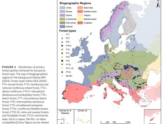 Sukurtas Europos santykinai neliestų miškų žemėlapis