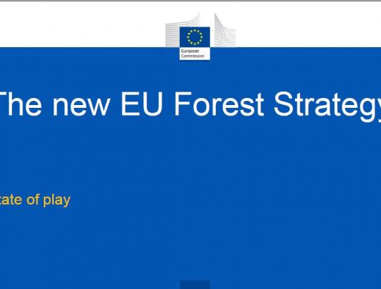 Nutekintas būsimos ES miškų strategijos juodraštinis projektas stipriai nuvylė
