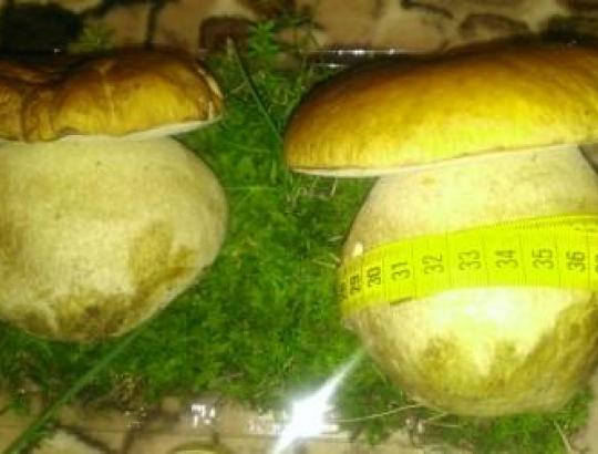 Įsibėgėjantis grybų sezonas džiugina įspūdingais radiniais