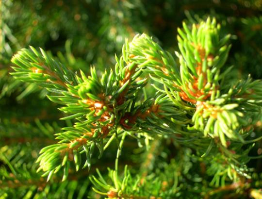 Eglė - amžinumo simbolis, skatinąs susimąstymą ir viltį 