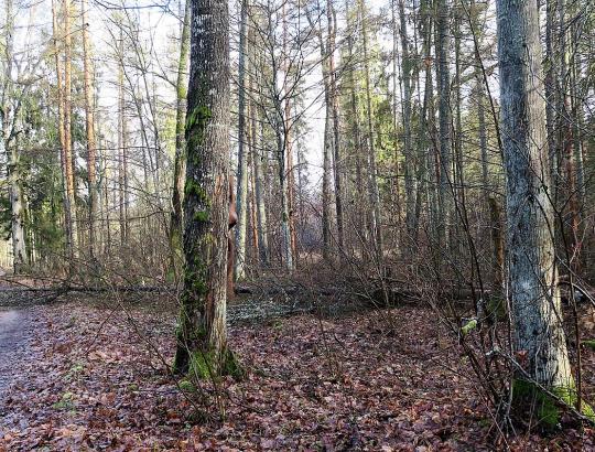 Dėl galimai aplinkosaugos valdininkų kaltės padarytos Punios šile žalos valstybės turtui ir gamtai bus kreiptasi į teisėsaugos institucijas