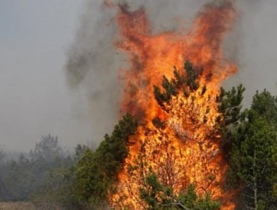 Lietuvos miškuose dėl užsitęsusios kaitros- aukščiausias gaisrų pavojus