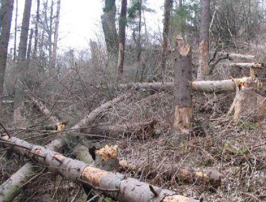 V.Vasiliauskas. Kinivarpų židinių išplitimo grėsmė reali. Kaip gesinti ,,šaltuosius” eglynų gaisrus?