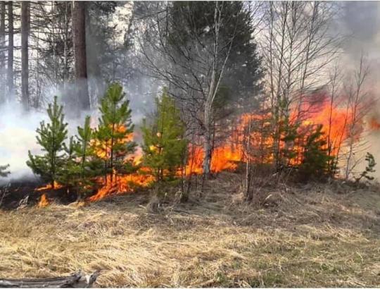 Kad apsaugoti gamtą, aplinkosaugininkai planuoja sukelti kontroliuojamus miško gaisrus