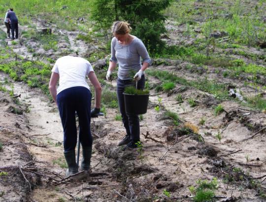 NMA: Miškų įveisimui – naujas paraiškų surinkimo etapas 