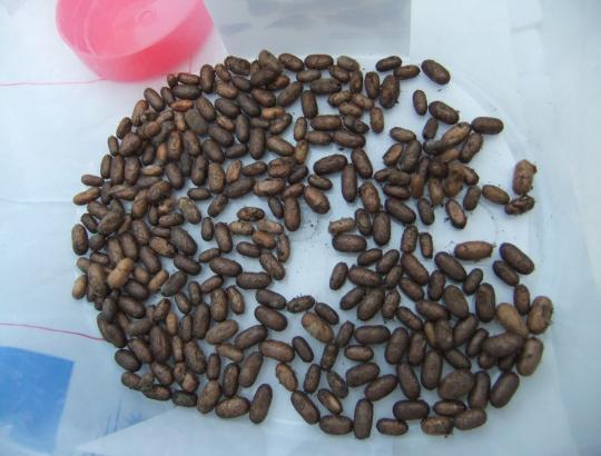 Sprendžiama, kaip kovoti su Dzūkijos pušynus puolančiais kenkėjais