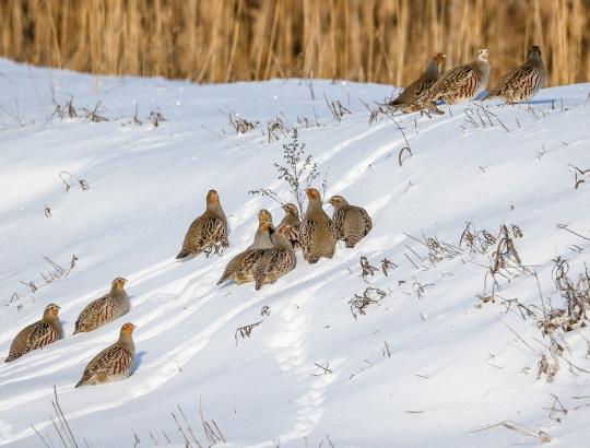  V. Ribikauskas. Kurapka: būti ar nebūti? Viskas apie laukų višteles 