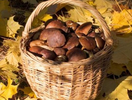 FNTT: Dzūkijoje atskleistas nelegalių grybų prekeivių tinklas