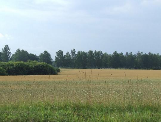 Švedų investuotojas išsiparduoda ž.ū. paskirties žemes Latvijoje