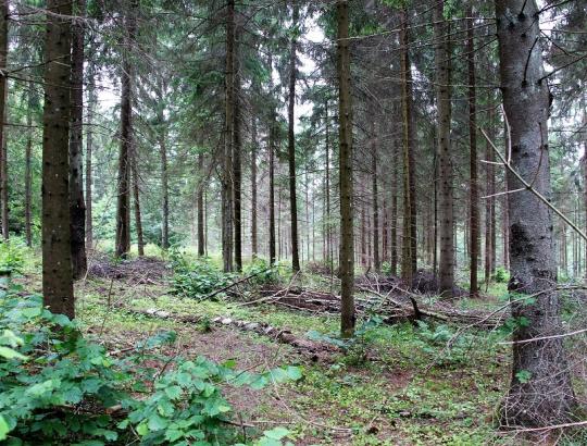 Privačių miškų savininkų veikla domėjosi aplinkos ministras Kęstutis Trečiokas