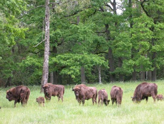 Panevėžiečių ūkininkų galvos skausmas – pasėlius niokojantys stumbrai
