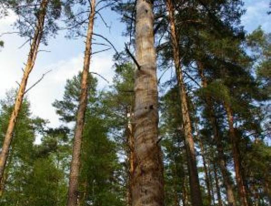 Lietuvos privačių miško valdų analizė 2012.07.01