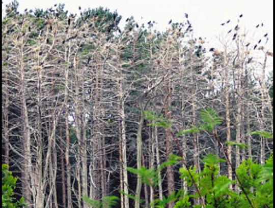 Paskutiniai saugomų teritorijų pareigūnų priežiūrai priskirti valstybiniai miškai gali būti perduoti urėdijoms
