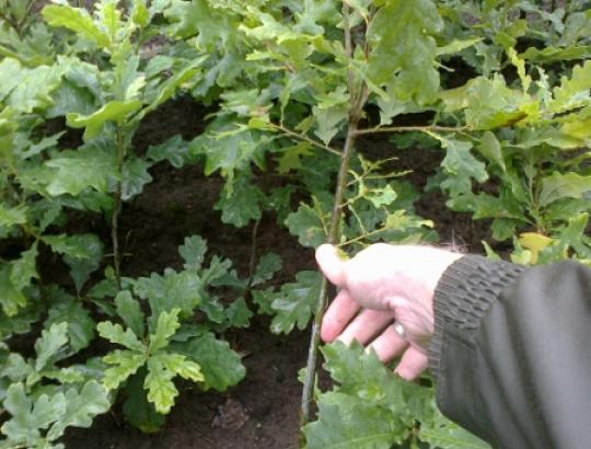 MVT: Ąžuolynų gausinimui  ąžuolo sodmenų nepritrūksime 