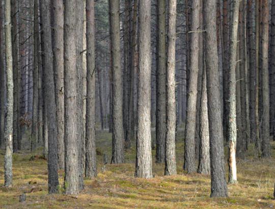 VMT:  Naujausia valstybinė miškų apskaita rodo- Lietuvos miškingumas dar padidėjo