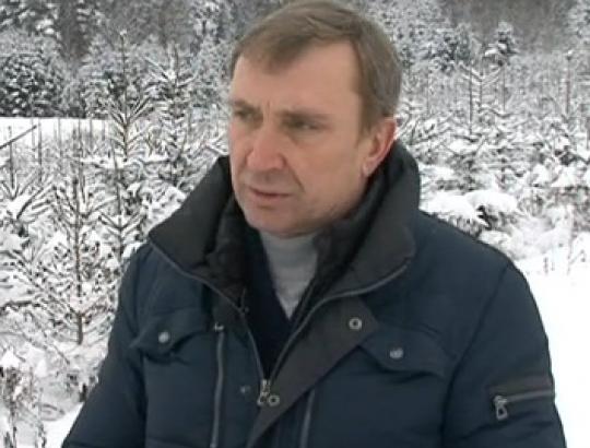 K.Šiaulys: kalėdinių eglaičių auginimas- daugiau hobis nei verslas