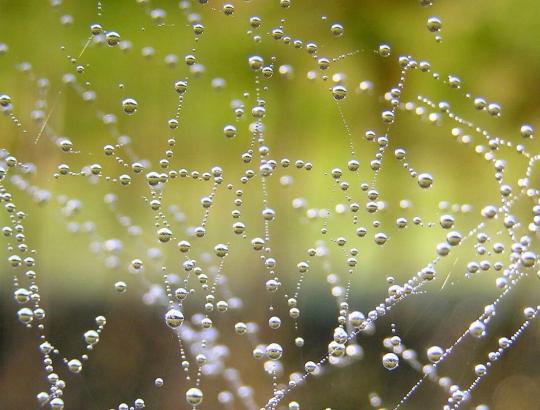 Kompensacijos  už miško valdai taikomus privalomuosius apribojimus saugomose teritorijose