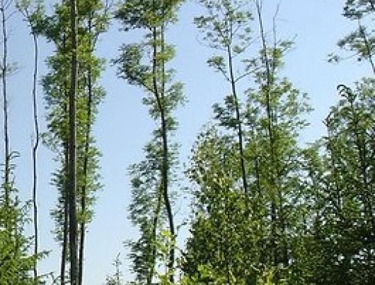 VMT: uosynai ir toliau džiūsta