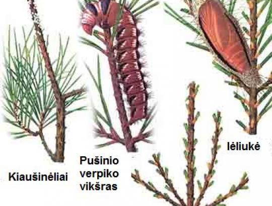 Dzūkijoje pradėti naikinti pušinio verpiko - spyglius graužiančio kenkėjo - židiniai