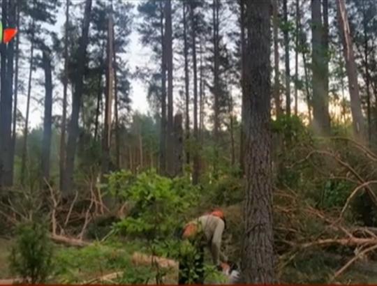 LNK "Žinios" 2016-07-03: Dzūkijoje po praūžusios audros padariniai miškuose paskelbti stichine nelaime