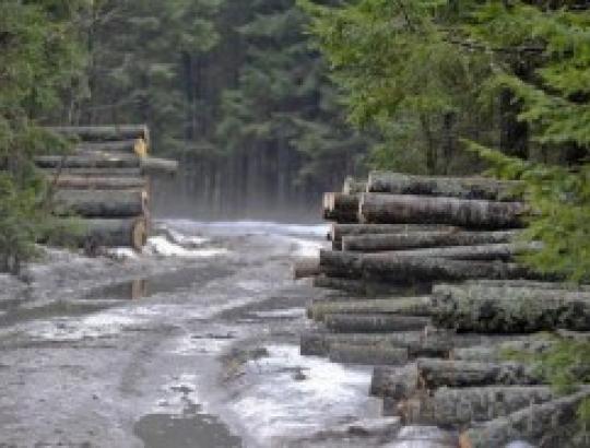 Papildomas privačių miškų valdytojų apmokestinimas 5% -nelogiškas žingsnis