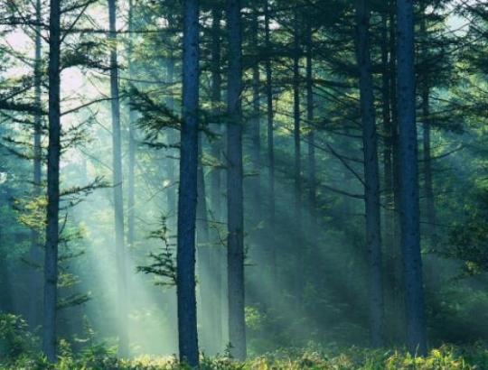 Oksfordo universiteto mokslininkai: geriausia priemonė kovai su klimato kaita -medžiai