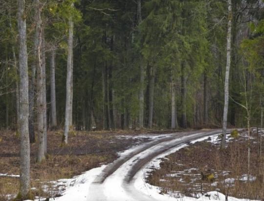 Miško keliai - kaip jie bus tvarkomi?