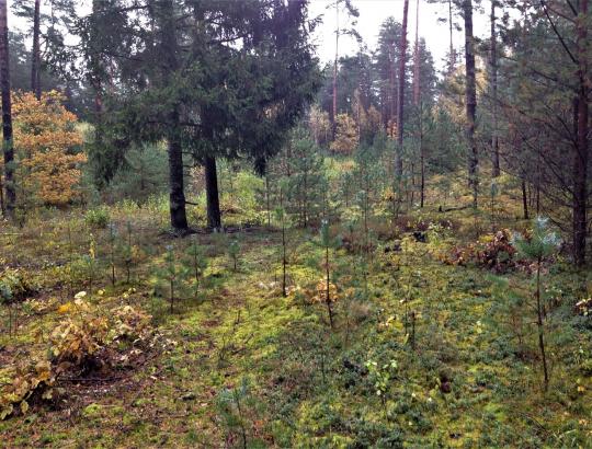 Tęsiamos konkurso „Pavyzdingai tvarkomi privati miško valda 2017“ dalyvių valdų apžiūros