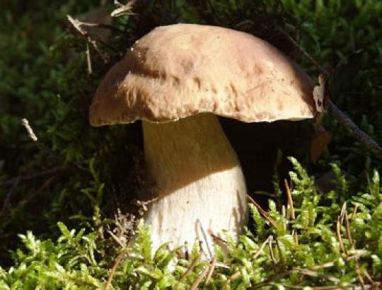 Trakų raj.grybavimo varžybų „Paluknio Baravykas 2010“ dalyviai surado 1035 baravykus