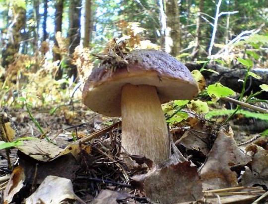 Aplinkosaugininkai įspėja: vietoj miško gėrybių, neparsineškite protokolo