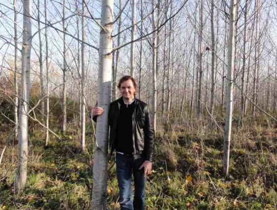 Hibridinė drebulė - perspektyvus plantacinių miškų medis