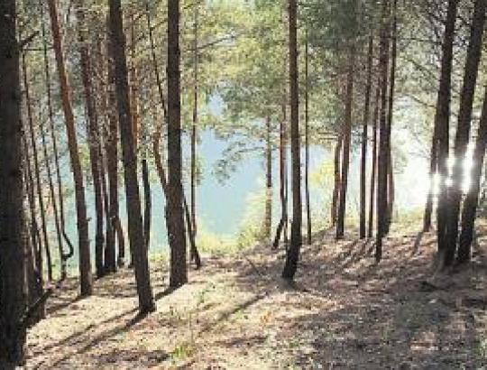Auga bankinių fondų ir institucinių investuotojų susidomėjimas miškais