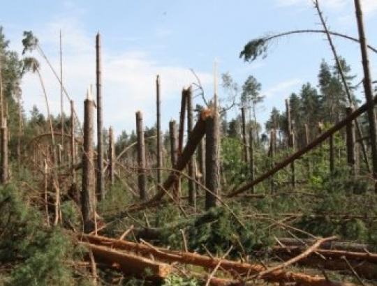 Nukentėjusiems nuo audros miškų savininkams - specialistų patarimai Prienuose ir Varėnoje