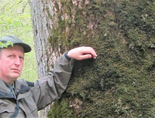 Ekologas V.Uselis: Apie „naujas madas“ ir „griežtus suvaržymus“ miškuose